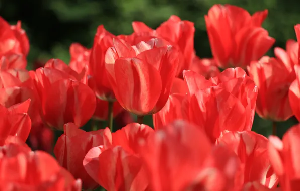 Picture macro, light, flowers, tulips, red, buds
