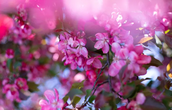 Picture leaves, flowers, branches, spring, pink, Apple, flowering, bokeh, in bloom, Apple blossoms