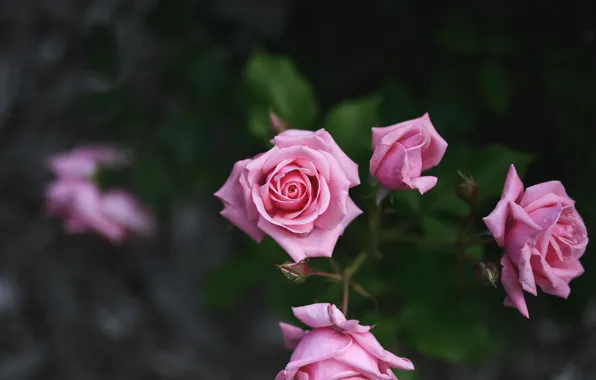 Picture roses, pink, buds, bokeh