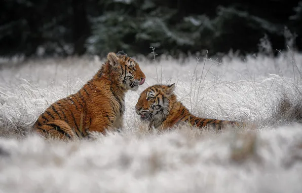 Picture winter, frost, grass, snow, nature, tiger, a couple, tigers, the cubs, tiger, faces, two cubs