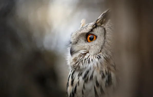Picture eyes, look, nature, grey, background, owl, bird, portrait, face, bokeh, Peeps, owl, tail, blurred, motley