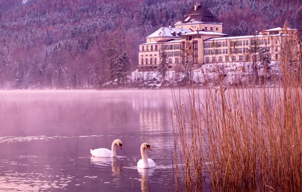 Picture winter, grass, landscape, birds, nature, lake, house, the building, Austria, swans, forest, Salzburg, Fuschlsee, Fuschlsee