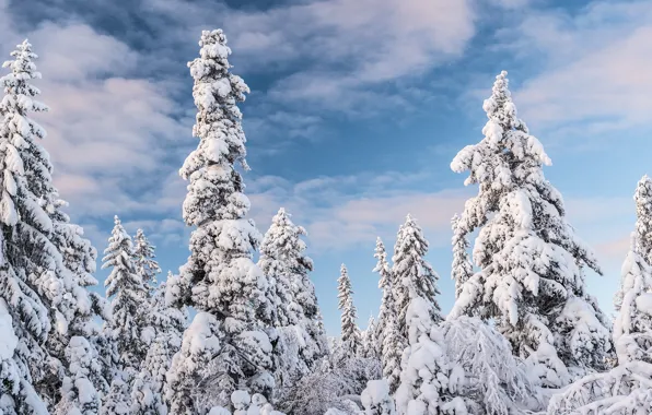 Picture winter, forest, clouds, snow, snow, ate, blue sky, Christmas trees, snowy, the top, snow
