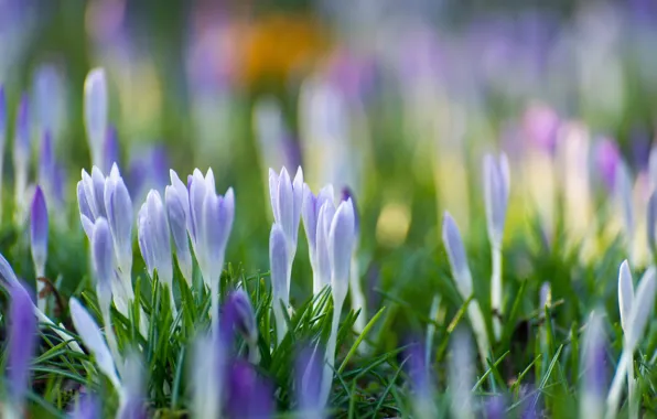 Picture flowers, glade, spring, crocuses, buds, lilac