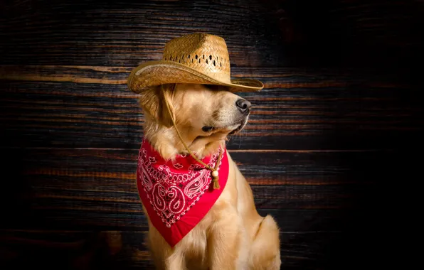 Picture each, dog, hat