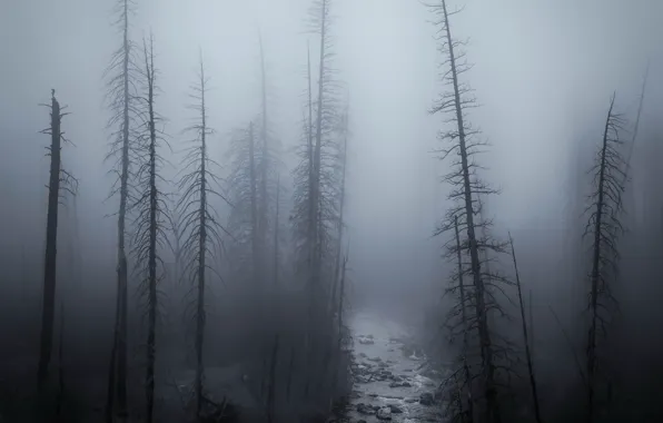 Picture forest, night, fog