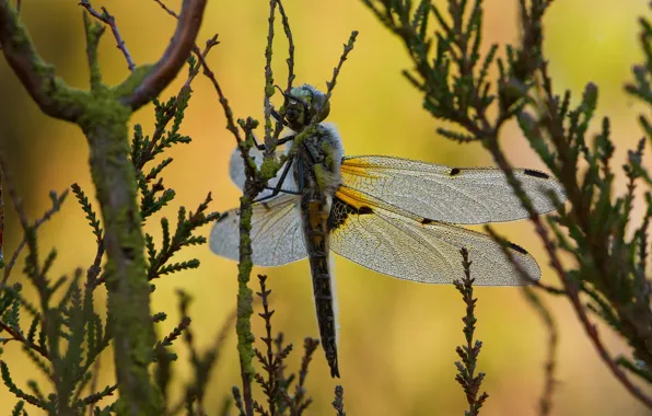 Picture drops, macro, branches, nature, background, dragonfly, insect, needles, wings