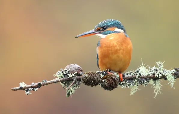 Picture background, bird, moss, branch, bird, bumps, Kingfisher, bright plumage, bird