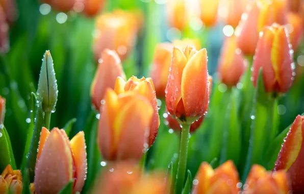 Picture water, drops, macro, flowers, nature, tulips