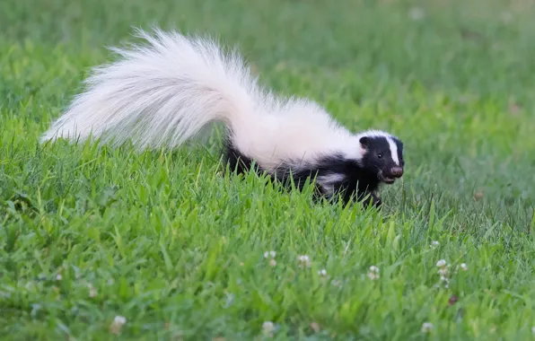 Picture grass, look, nature, pose, glade, meadow, tail, face, skunk