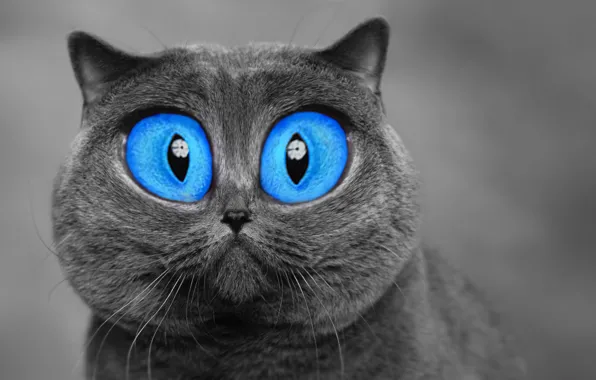 Picture cat, eyes, photoshop, grey