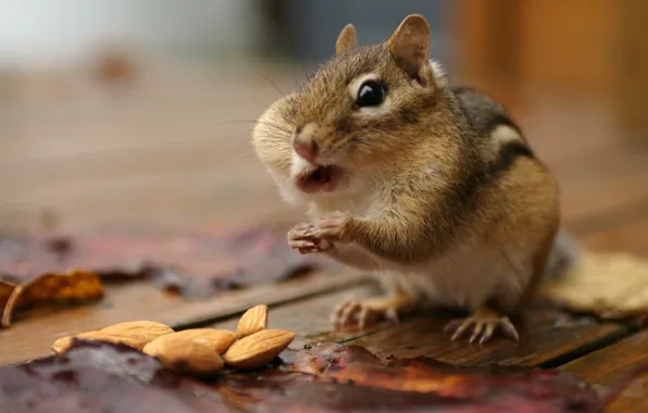 Picture Chipmunk, almonds, cheeks