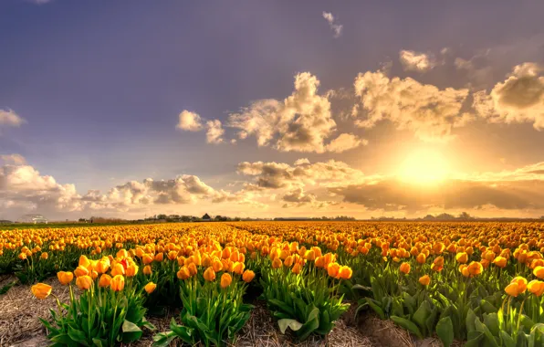 Picture field, the sky, the sun, clouds, light, sunset, flowers, beauty, spring, the evening, yellow, tulips, …