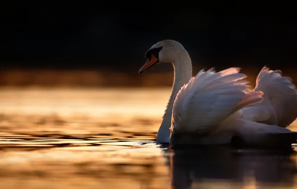 Picture white, light, bird, the evening, Swan, twilight, pond
