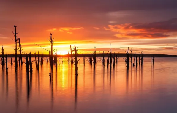Picture trees, sunset, lake