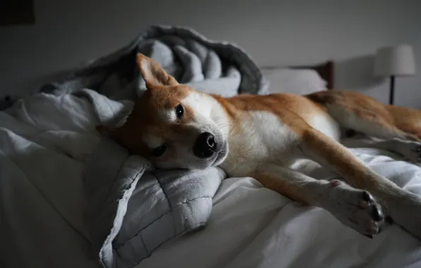 Picture bed, lies, Shiba
