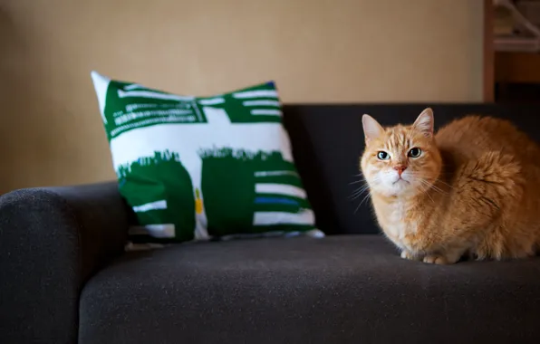 Picture cat, cat, sofa, red, pillow