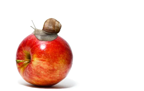 Picture apple, fruit, animal, snail
