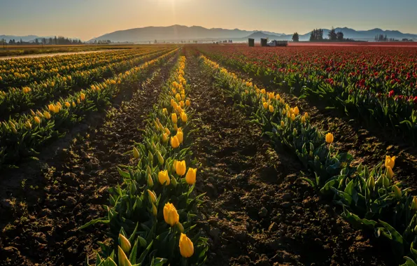 Picture light, spring, yellow, tulips, beds, plantation