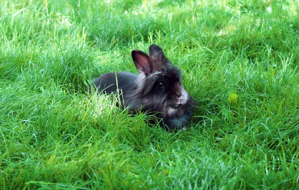 Picture greens, summer, grass, look, nature, glade, black, hare, rabbit, face, Bunny, lawn