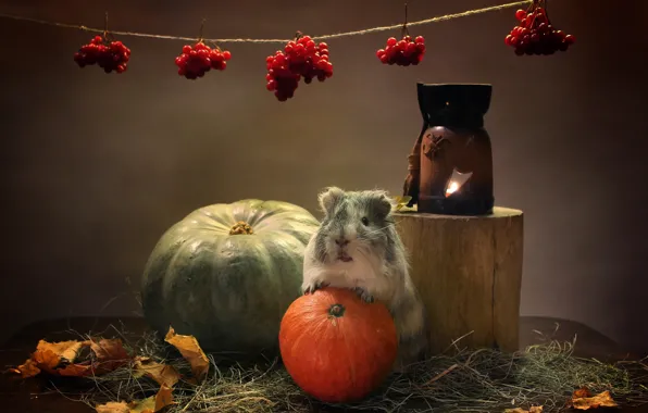Picture autumn, animals, pumpkin, Guinea pig, candle holder, composition