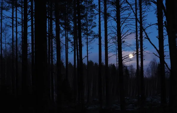 Picture forest, the sky, clouds, trees, night, nature, the moon, the full moon