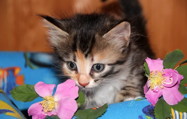 Picture cat, look, flowers, kitty, briar, fabric, pink, face, striped, spotted