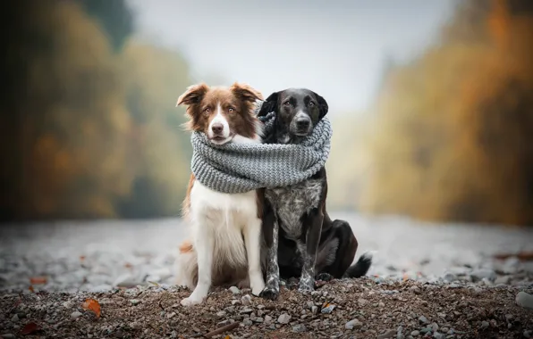 Picture autumn, dogs, pebbles, comfort, stones, heat, together, shore, two, scarf, pair, a couple, Duo, friends, …