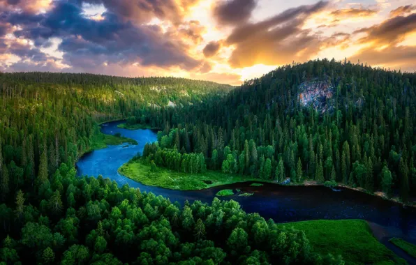 Picture forest, summer, nature, river