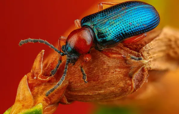 Picture macro, blue, red, background, plant, beetle, brilliant, nasekomoe