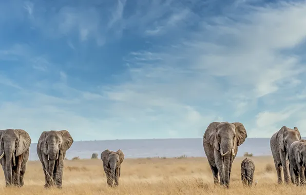 Picture the sky, blue, elephants, family, the herd