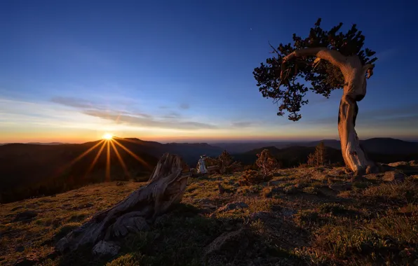 Picture tree, dawn, morning, USA, snag, Colorado