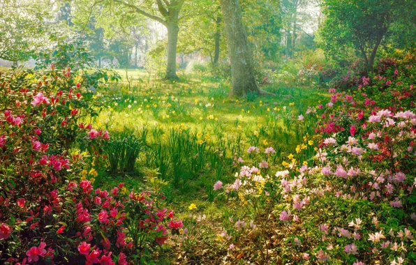 Picture light, flowers, glade, spring, the bushes, daffodils, Azalea, rhododendrons