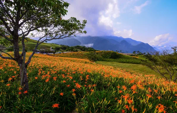 Picture field, summer, flowers, mountains, tree, Lily, Asia, haze, orange, the daylilies