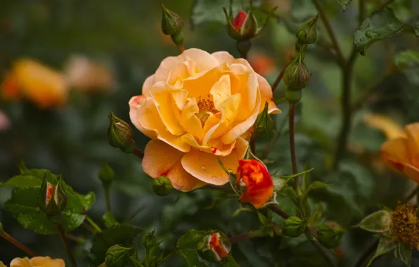 Picture flower, rose, orange, garden