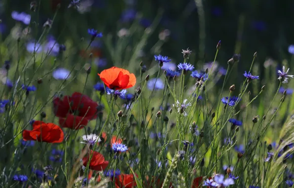 Picture field, summer, flowers, Maki, meadow, contrast, red, field, blue, bokeh, cornflowers
