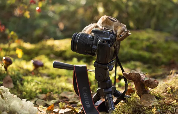 Picture autumn, forest, nature, foliage, mushrooms, the camera, Chipmunk, bokeh, animal, rodent, the camera, Yevgeny Levin