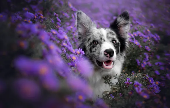 Picture look, face, flowers, dog, lilac, bokeh, the border collie, lilac background