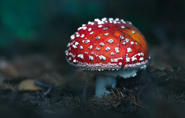 Picture the dark background, mushroom, mushroom