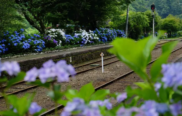 Picture Japan, hydrangea, semaphore, railway station