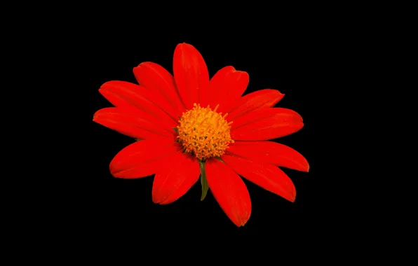 Picture flower, nature, black background