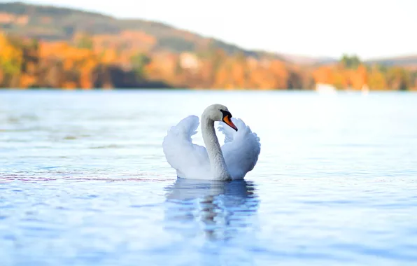 Picture autumn, white, bird, Swan, light background, pond