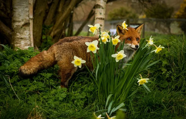Picture greens, trees, flowers, nature, Park, spring, Fox, daffodils