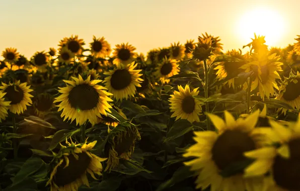 Picture field, the sky, the sun, light, sunflowers, sunset, yellow, a lot, field of sunflowers