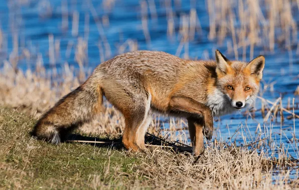 Picture grass, look, water, nature, pose, background, blue, shore, Fox, red, pond, Fox