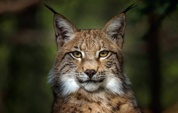 Picture look, face, the dark background, portrait, lynx