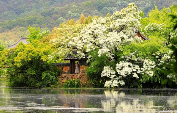 Picture forest, water, girl, trees, pond, Park, tree, shore, slope, roof, Asia, flowering, buildings, pond, masonry