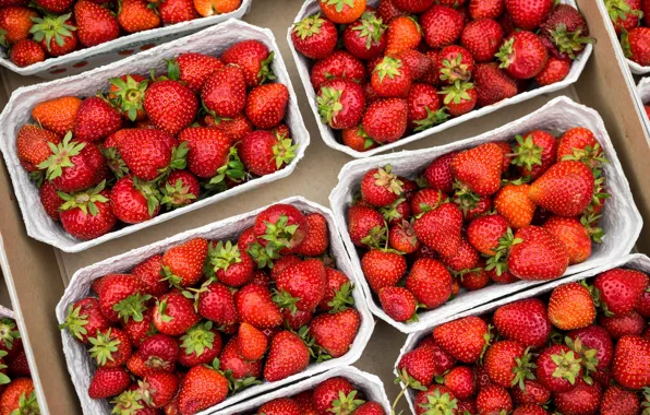 Picture strawberry, berry, a lot, trays