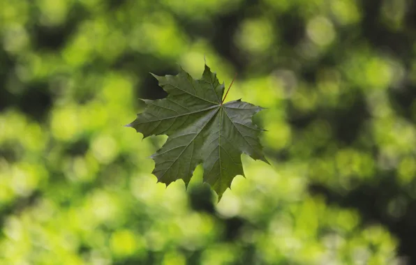 Picture greens, maple leaf, bokeh