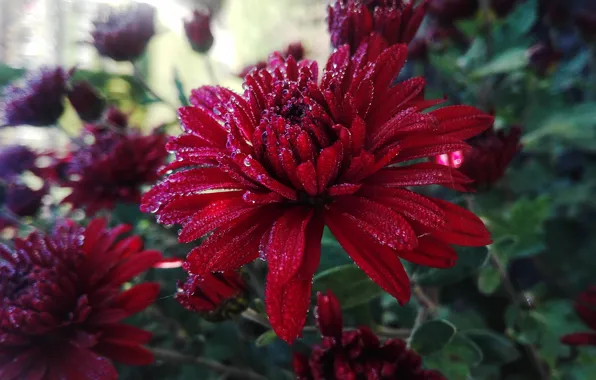 Picture drops, red, chrysanthemum